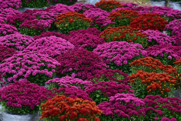 Comment le design biophilique transforme-t-il notre bien-être à la maison ?